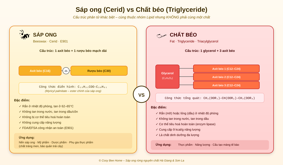 So sánh cấu trúc cerid của sáp ong và triglyceride của chất béo - Cosy Bee Home